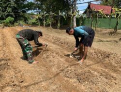 Dalam Upaya Meningkatkan Ketahanan Pangan, Kodim 1206/Putussibau Manfaatkan Lahan Kosong Kodim 1206/Putussibau