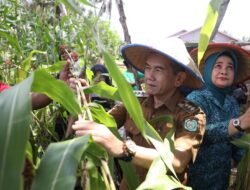 Tekan Inflasi, Pemkot Pontianak Dorong Pengembangan Sorgum