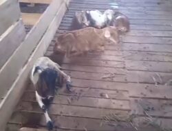 Program Hewan Ternak Milik Desa Istana Sandai Gagal, Lebih dari 50% Ternak Kambing Mati