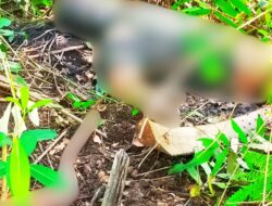 Seorang Pria Ditemukan Tewas dan Membusuk di Kebun Sawit di Kubu Raya