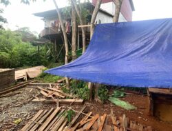 Polisi Tangkap Beberapa Pelaku Pemain ILegal Logging Di Sandai Ketapang 