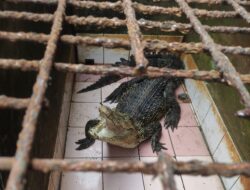 Buaya Muara Peliharaan Warga Jawai Sambas di Evakuasi Polisi bersama BKSDA