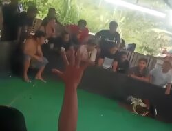Judi Sabung Ayam di Kecamatan Sandai Ketapang Tak Tersentuh APH