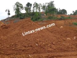Tambang Bauksit Diduga Ilegal Babat Hutan di Gunung Tamang hingga Gundul