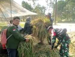Peningkatan Ketahanan Pangan Babinsa Koramil 14/Belitang Hilir Praka Rifki Melca Komsos Dengan kelompok tani.