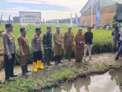 Penen Padi 2024 dihadiri sejumlah pejabat dan tokoh di Kubu Raya