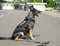 Anjing-anjing Pelacak Polri, K9 Tangguh yang Siap Hadapi Tugas Besar