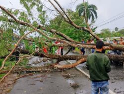 Pohon Tumbang menimpa Pengendara Motor, Warga Tagih Tanggung Jawab Pemerintah