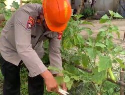 Panen Sayuran Program P2B, Kasat Binmas Polresta Pontianak Apresiasi Swasembada Pangan Warga
