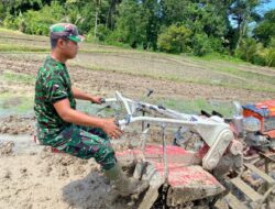 Kodim 1206 Putussibau Yakinkan Koramil 14 Hulu Gurung Dorong Brigade Pangan Lubuk Antuk Indek Penanaman Padi Ke-3