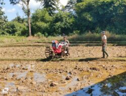 Koramil 1206-14 Bersama Petani Penyiapan Penanaman Padi Ke 3(IP 300)Brigade Pangan Lubuk Antuk