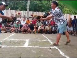 Judi Sabung Ayam Kembali Marak di Putussibau, Dugaan Kebal Hukum Menguat