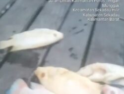 Limbah Tambang Emas Ilegal Cemari Sungai Sekadau, Petani Keramba Menjerit: “Kami Ditinggal Negara