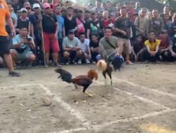 BREAKING NEWS: Turnamen Batas” Diduga Judi Sabung Ayam, Lokasi Kuari AO Jadi Sorotan