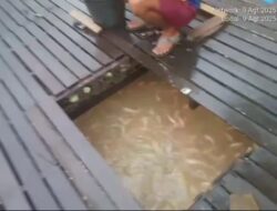 Diduga Dibekingi Oknum, Tambang Emas Ilegal Menggerogoti Sungai Sekadau