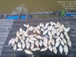 PETI Sekadau Bikin Ikan Keramba Mati Massal, Warga Minta Presiden Prabowo Turun Tangan