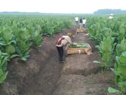 PTPN Cadangkan 500 Hektare Lahan untuk Hidupkan Kembali Kejayaan Tembakau Del