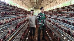 Babinsa Seberkat Laksanakan Komsos Bersama Peternak Ayam Petelur di Wilayah Binaan