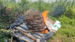 Polisi Bakar Arena Sambung Ayam di Jatikalang Kecamatan Prambon