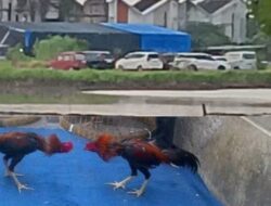 Judi Sabung Ayam Sedati Diduga Direstui Oknum Polsek Sedati Warga Pertanyakan Sikap Polsek dan Lurah