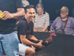 Aparat Kalah Telak ? Besok Sabung Ayam ‘Edy’ Pesta Pora, Polsek Kutalimbaru Memilih Bungkam