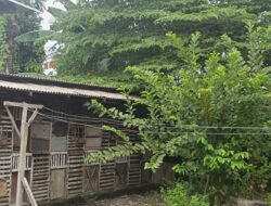 Kandang Ayam Berdempetan, Dapur Dinilai Kecil Untuk Ribuan Porsi MBG: SPPG Klambir Lima DISOROT!
